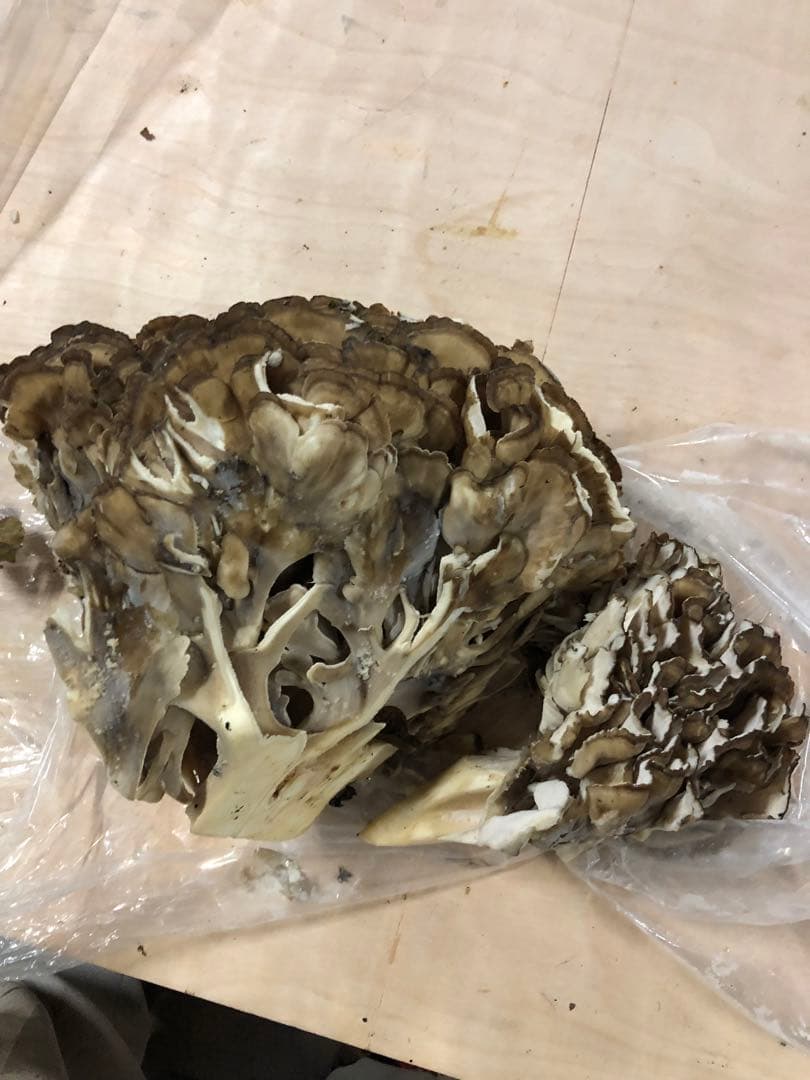 最終　新鮮な山の舞茸　まいたけ　マイタケ　本日のみ2.7kg