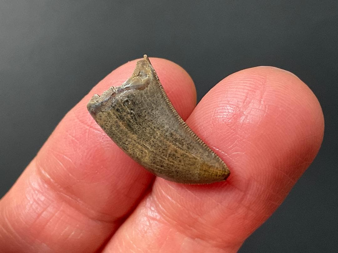 化石 ティラノサウルス 歯 [DS409] 恐竜 希少 レア