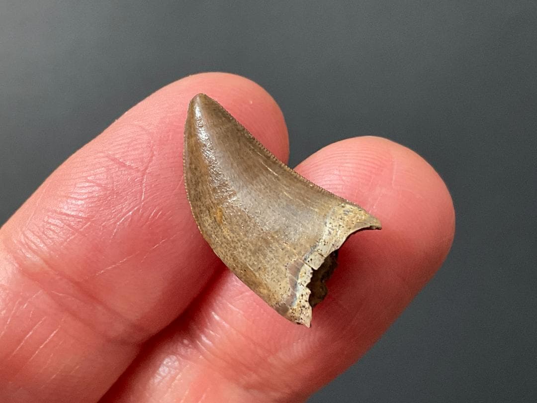 化石 ティラノサウルス 歯 [DS409] 恐竜 希少 レア