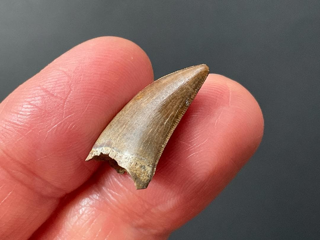 化石 ティラノサウルス 歯 [DS409] 恐竜 希少 レア