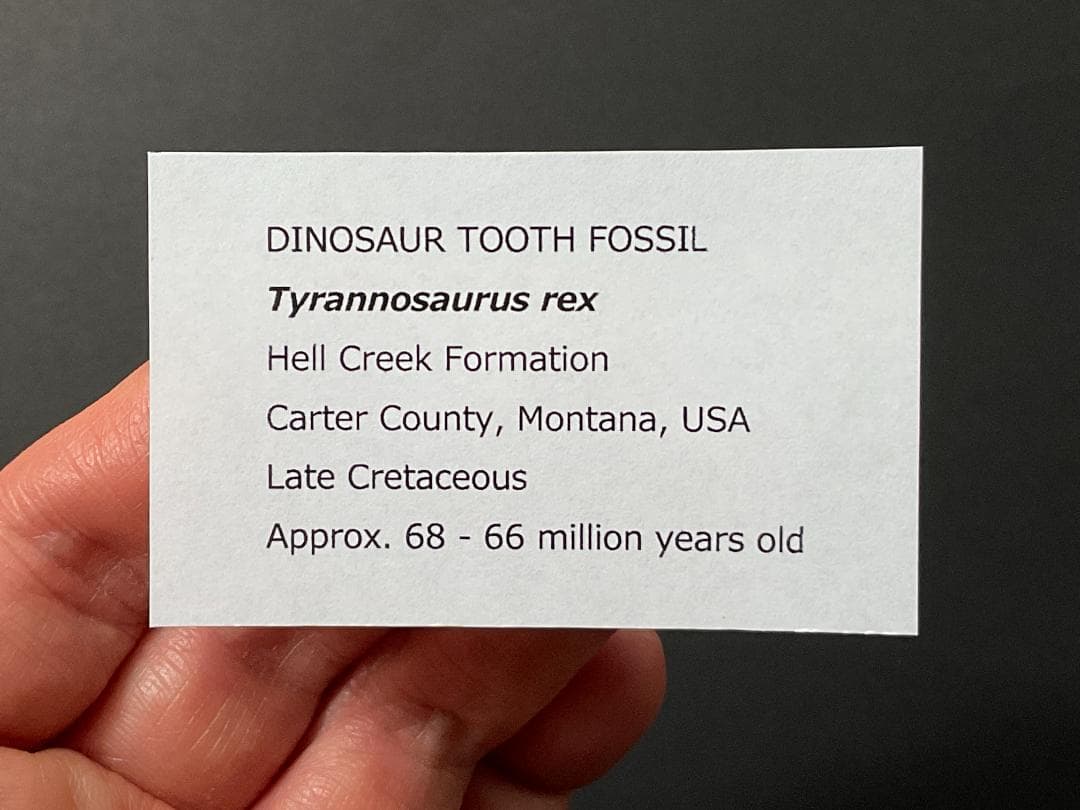 化石 ティラノサウルス 歯 [DS409] 恐竜 希少 レア