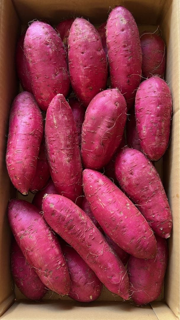 鹿児島県産 新芋 紅はるかA品 箱込20キロ M〜Lサイズ
