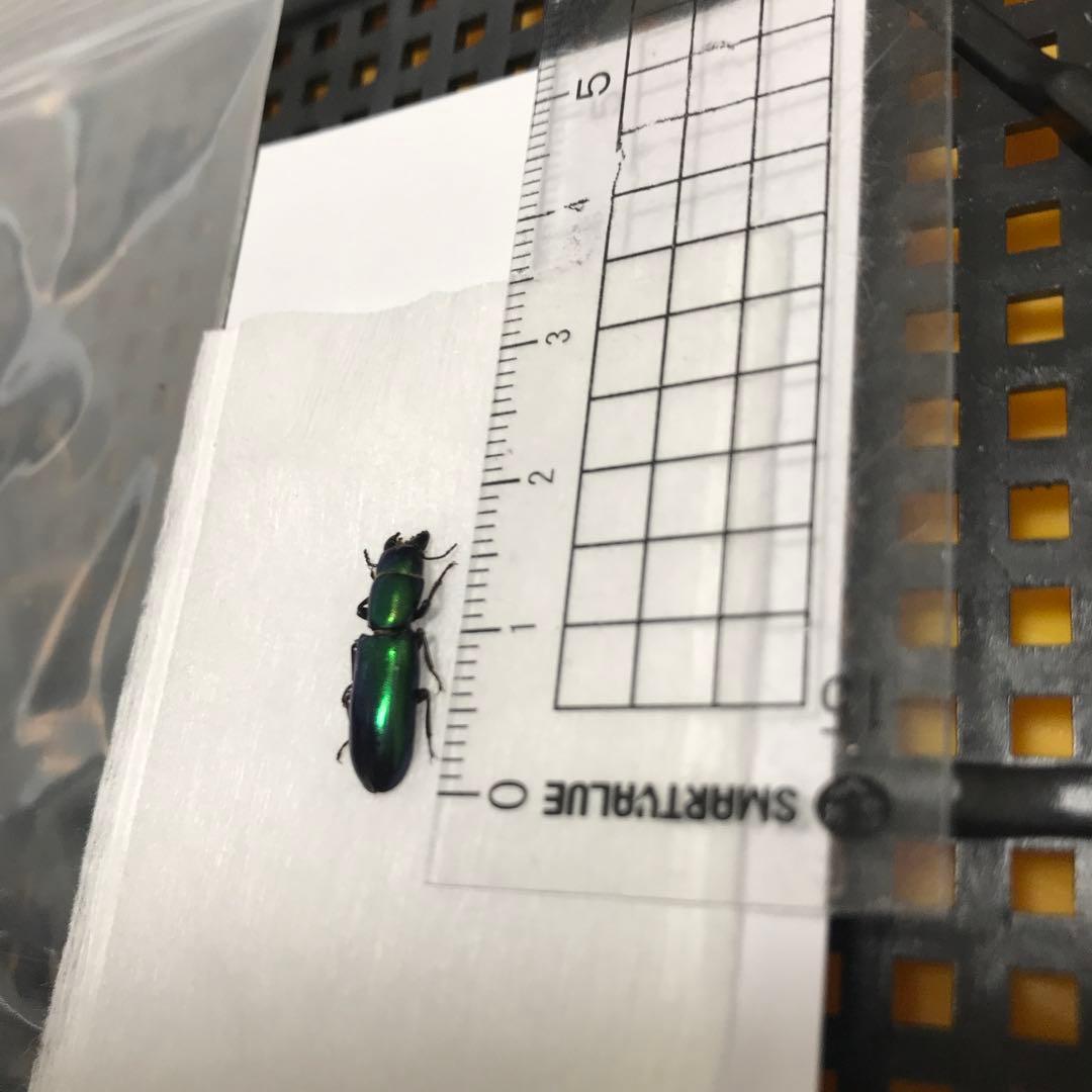 レア産地　北米産　グリーンメタリックなコクヌスト？