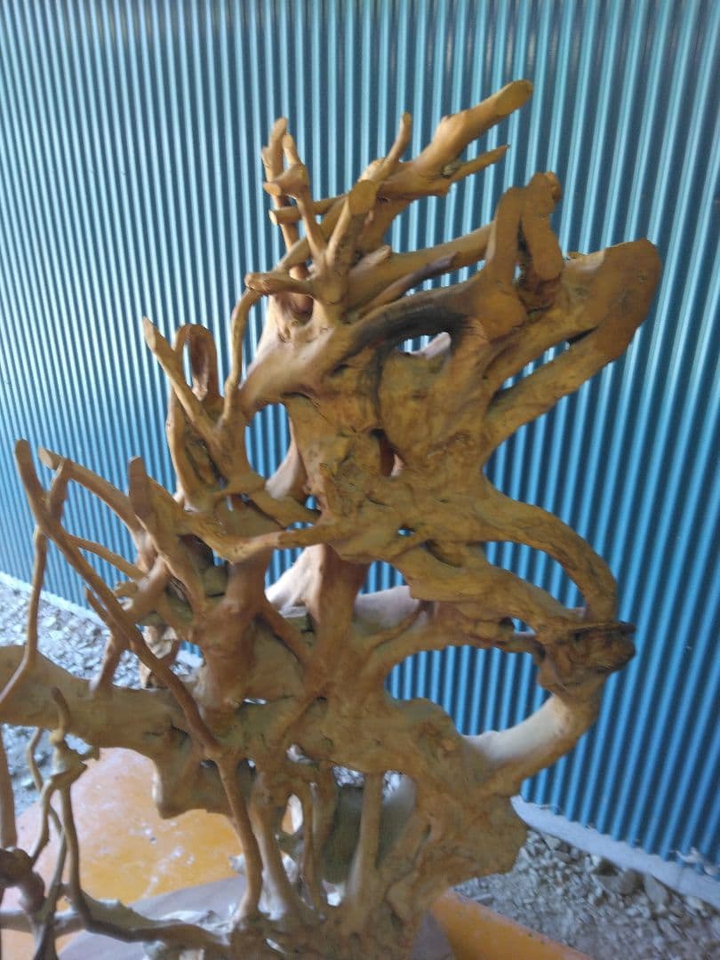 置物　衝立　オブジェ　天然木　木の根　 引き取り限定