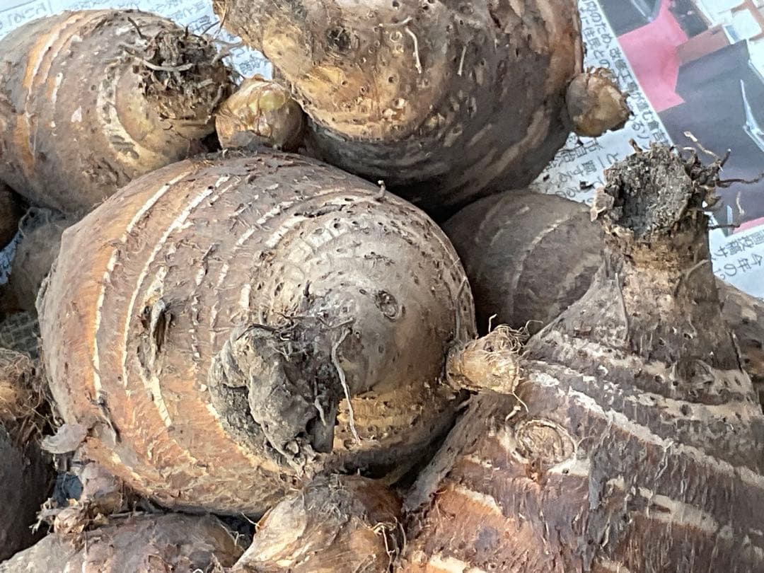 Masakadu Nakamura分　海老芋　12,5kg ④