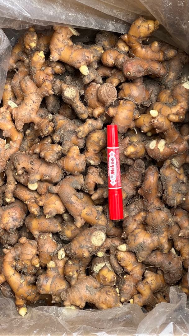 熊本生姜 15キロ