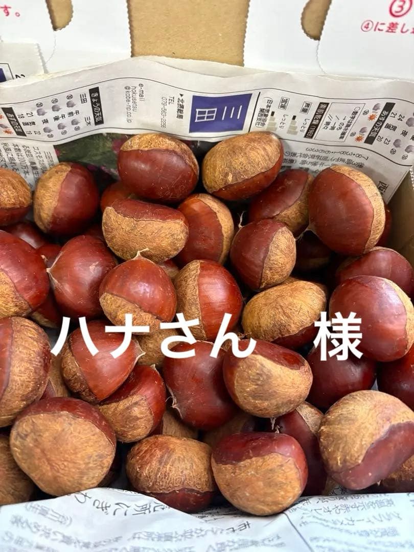 丹波篠山産【丹波栗】　15㎏