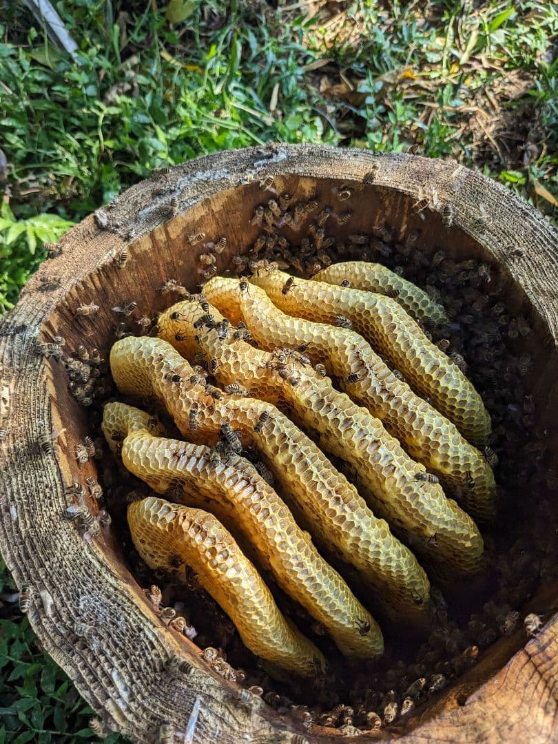日本ミツバチ 蜂蜜 令和7年 採れたて 計600g×5本 たれ蜜 非加熱百花蜜