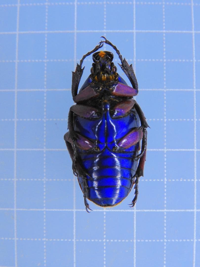 標本 China Yunnan Cetoniinae s.p 23mm