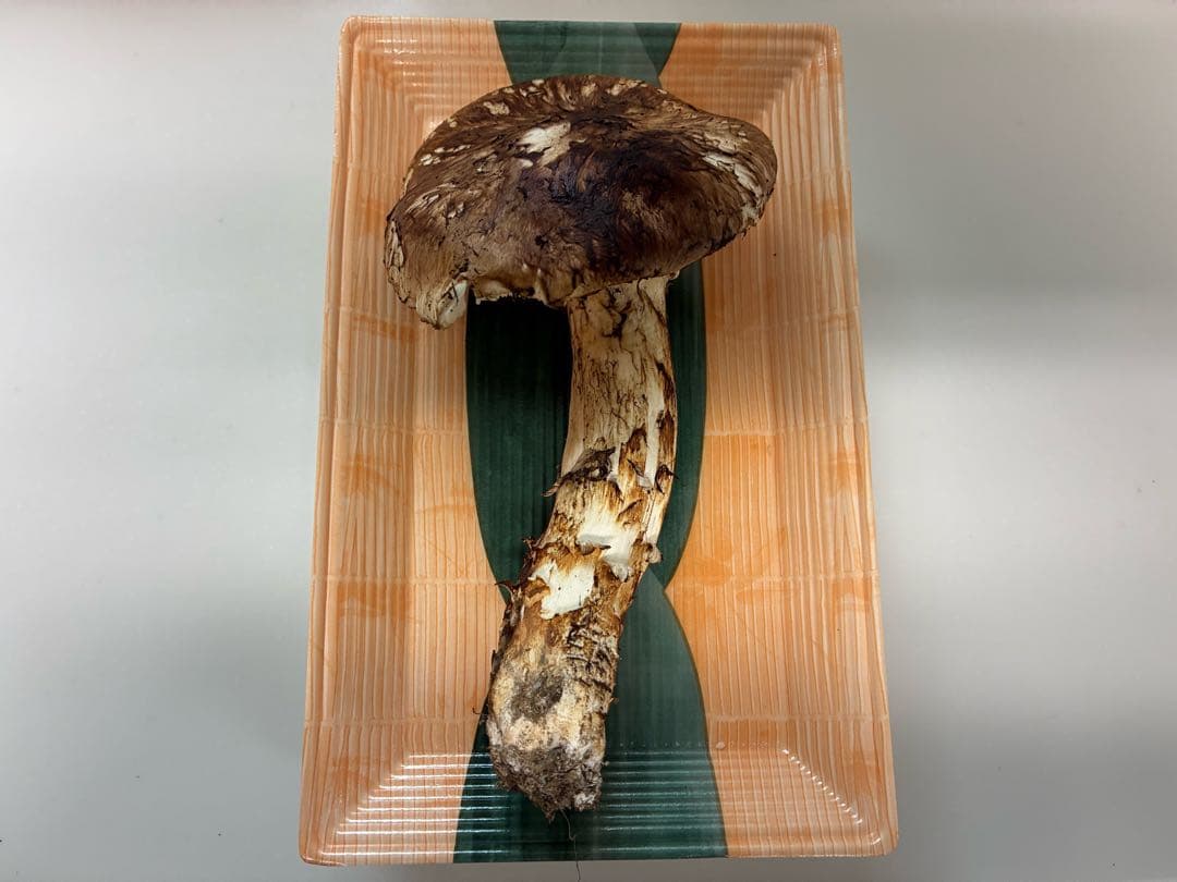 岩手県宮古産　松茸