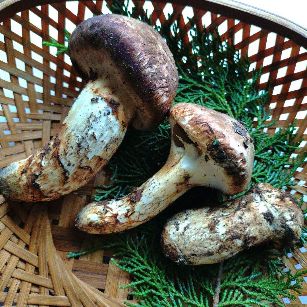 採れました　10/21 南信州産 松茸 150g 17:30まで