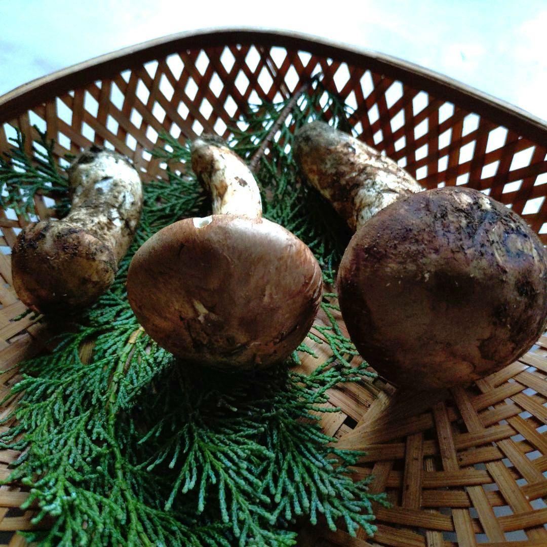 採れました　10/21 南信州産 松茸 150g 17:30まで