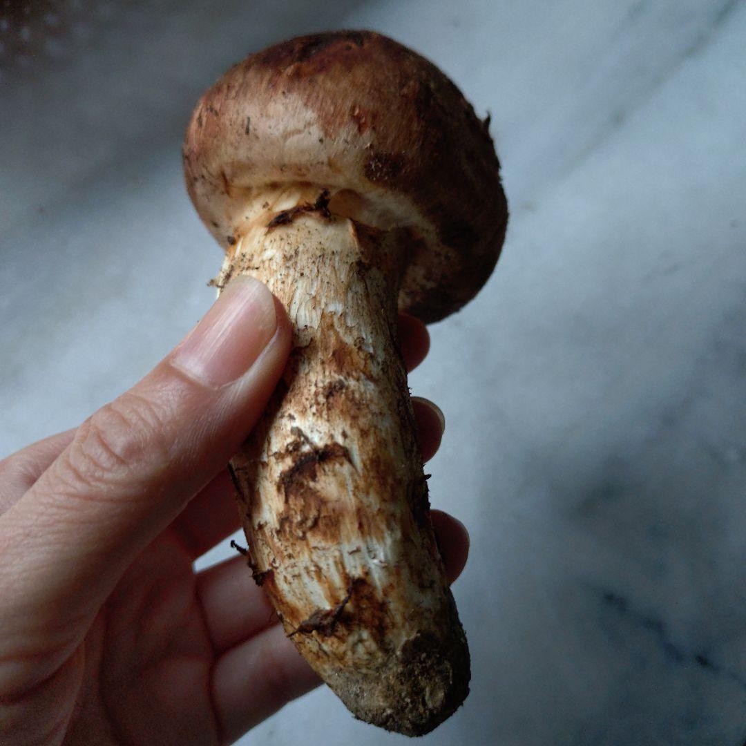 採れました　10/21 南信州産 松茸 150g 17:30まで