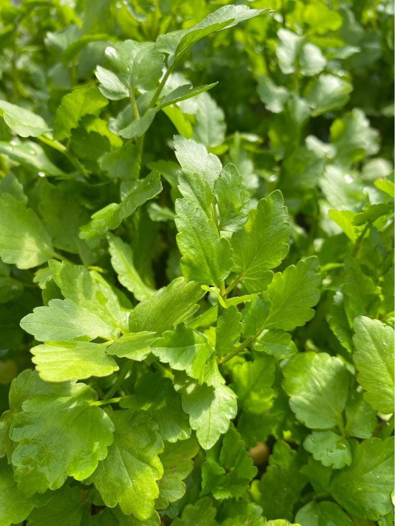 Naoki　三関セリ3キロ