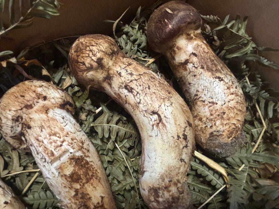 岩手県産松茸320g