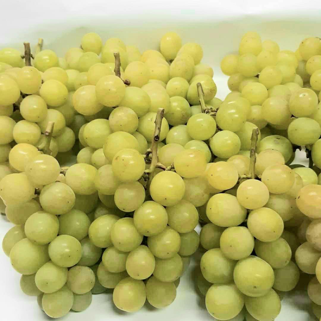 シャインマスカットお徳用家庭用訳有り品