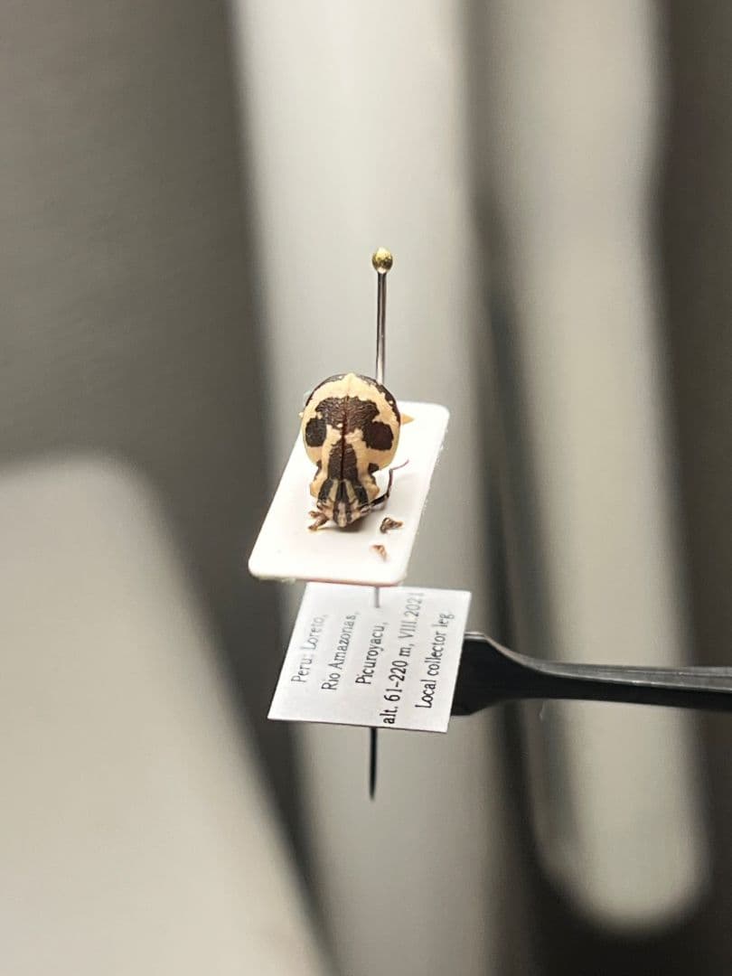 【完璧髑髏】パンダヘルメットツノゼミ ハゴロモ　標本.セミ ホタル 蛍