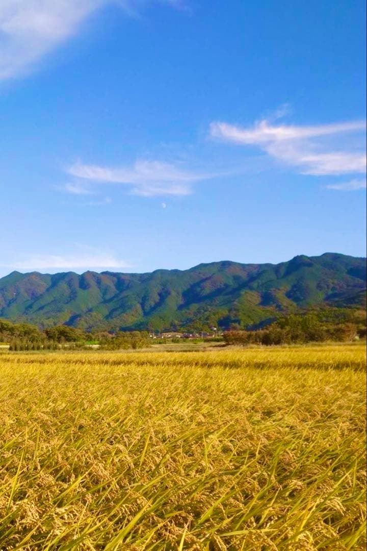 【農家直送】ふっくらおいしいヒノヒカリ「20キロ」令和6年産