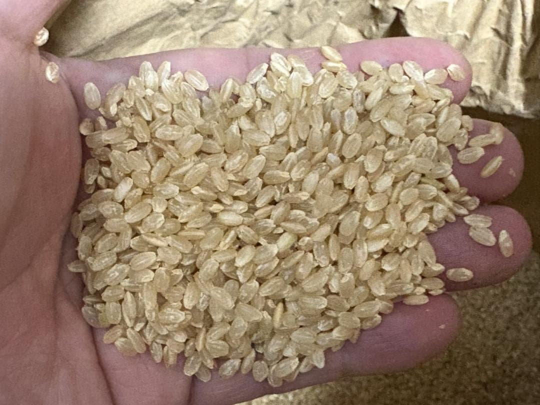 兵庫県産　コシヒカリ　玄米　30kg