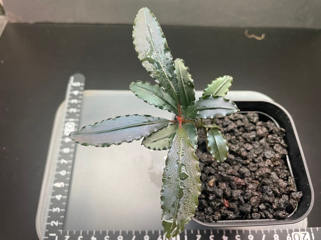 オ*ガ様 Bucephalandra sp Red walts