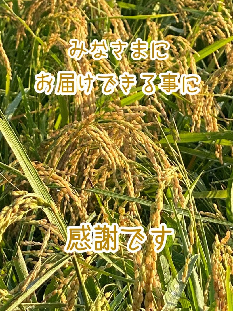 自然栽培【イセヒカリ】白米20kg[5kg×4袋]新米 無農薬無施肥の自然栽培米