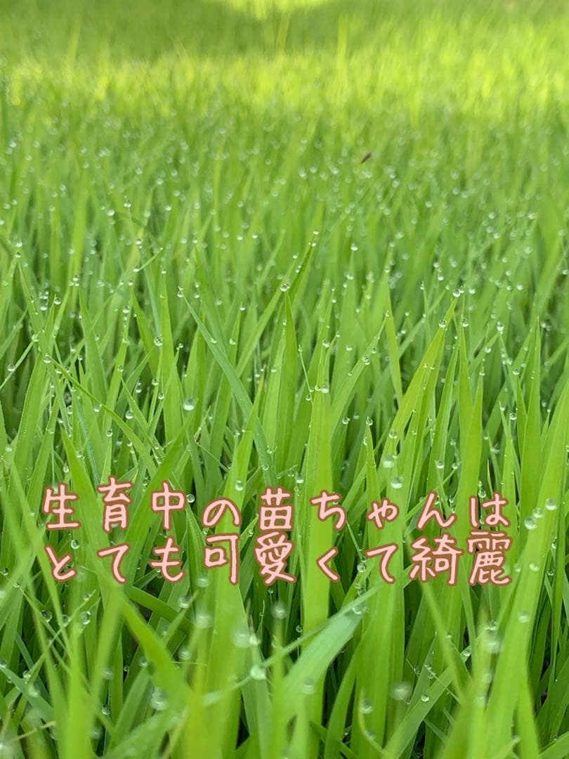 自然栽培【イセヒカリ】白米20kg[5kg×4袋]新米 無農薬無施肥の自然栽培米