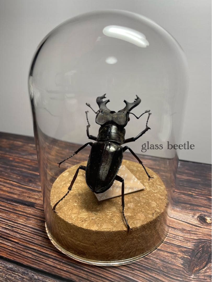 【Glass Beetleミヤマクワガタ標本 GB-003】