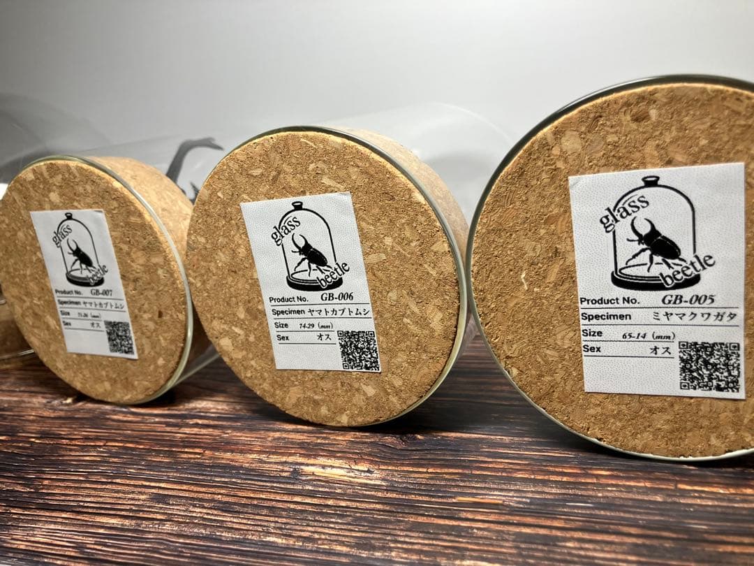 【Glass Beetleミヤマクワガタ標本 GB-003】