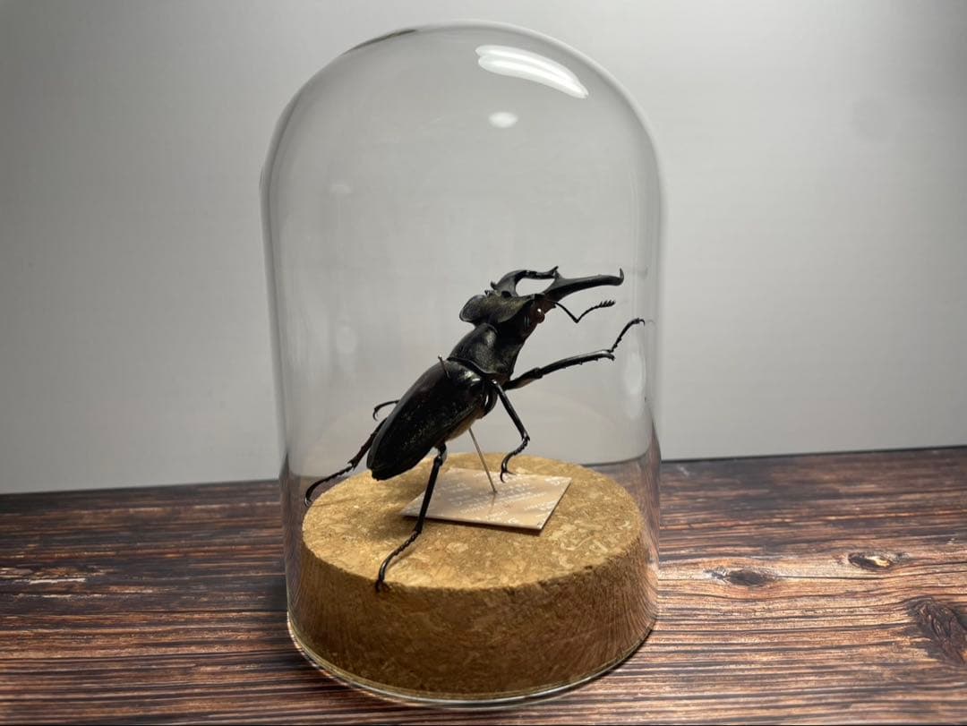 【Glass Beetleミヤマクワガタ標本 GB-003】