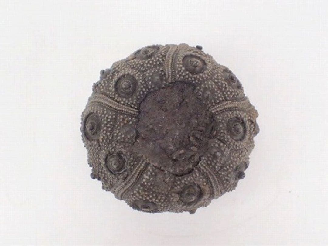 ジュラ期 化石 うに ウニ