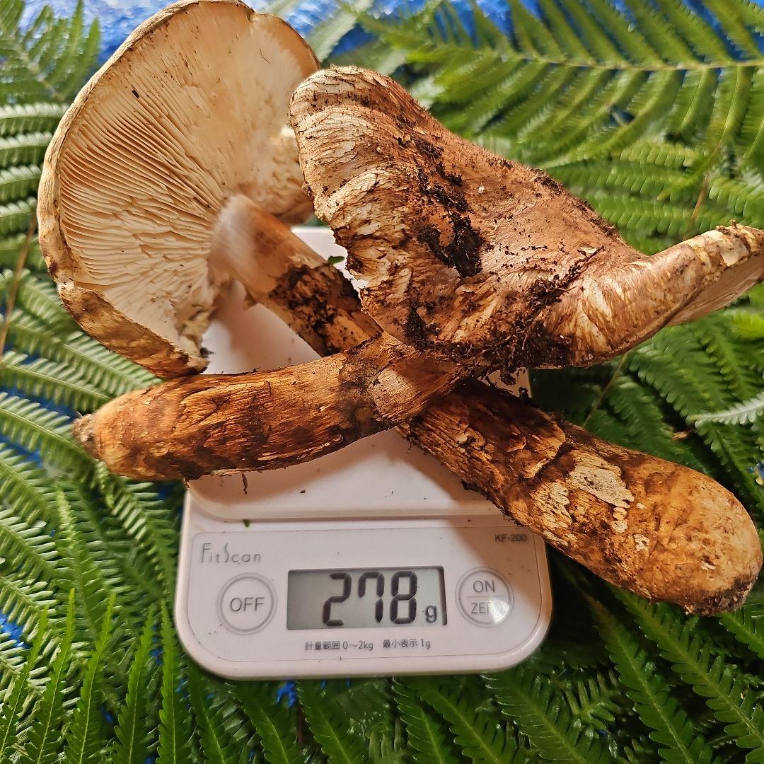 広島県産 松茸 277g　ラスト