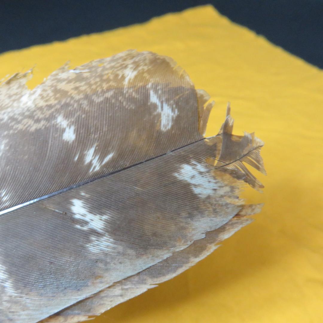 羽箒 羽根 茶道具 コウ鶴 茶器 風炉