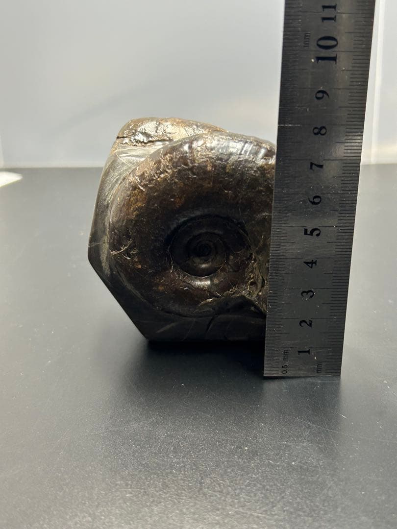 アンモナイト化石　北海道　三笠　アナゴードリセラス