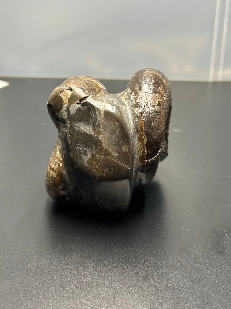 アンモナイト化石　北海道　三笠　アナゴードリセラス