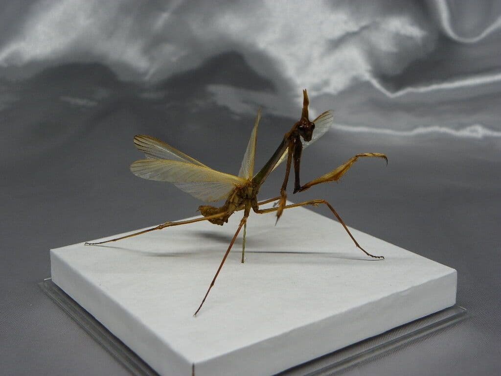 エンプーサペンナータ　クシヒゲカマキリ　ペア 立体標本　ジャンク