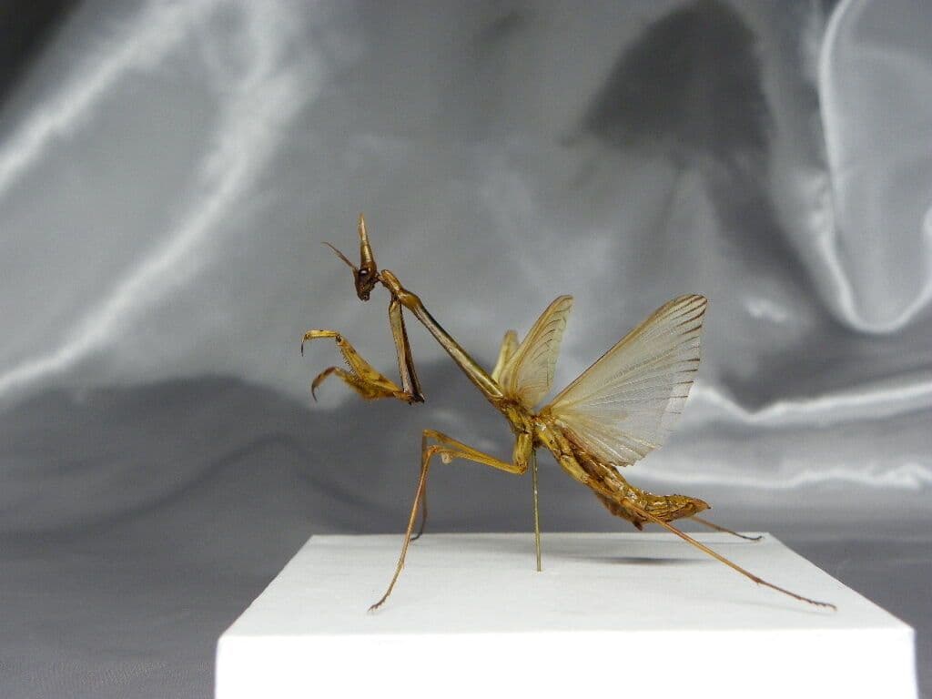 エンプーサペンナータ　クシヒゲカマキリ　ペア 立体標本　ジャンク