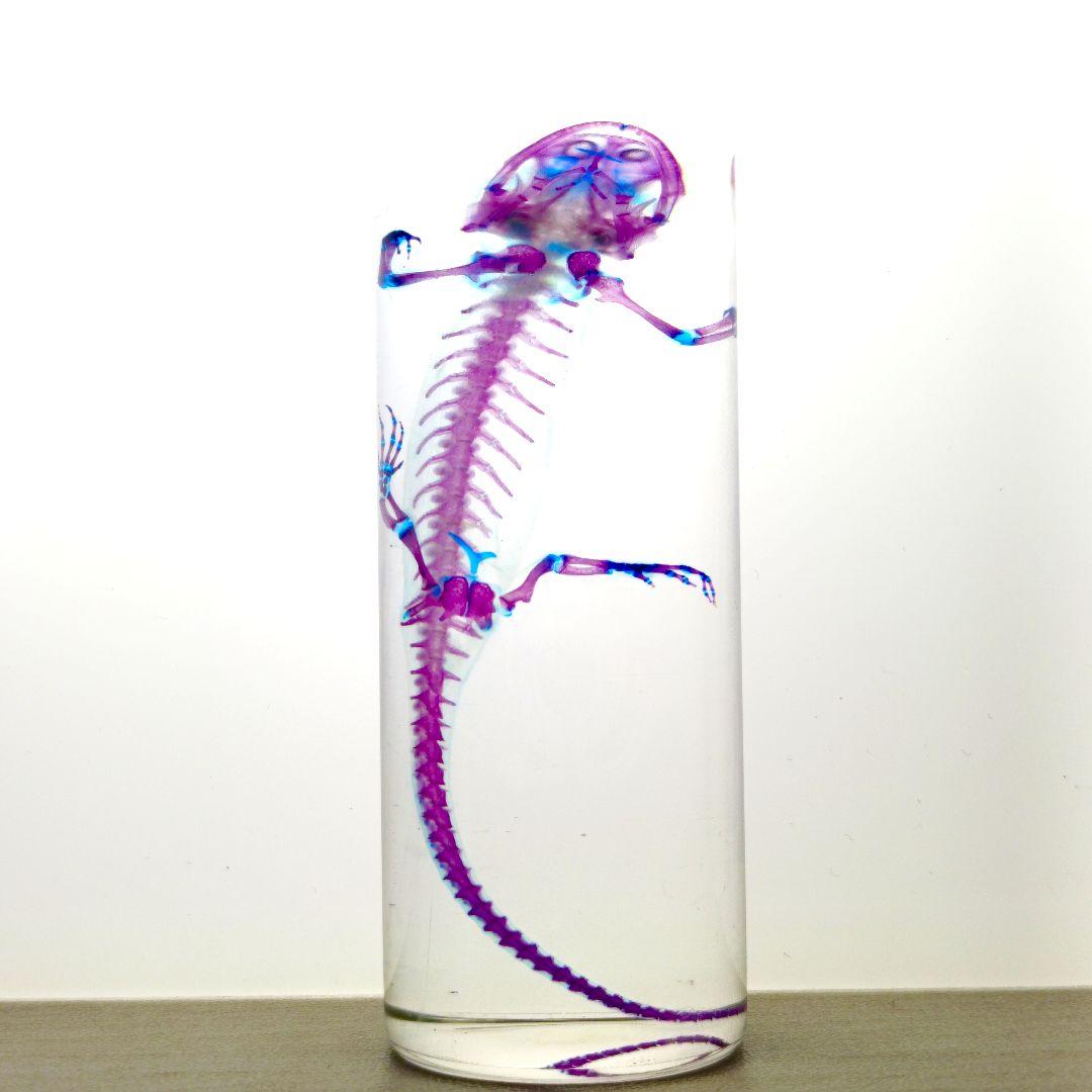 極美品【1点物】透明骨格標本 アカハライモリ③ 8-9cm 50ml