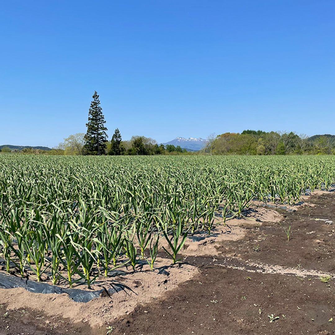 大特価‼︎【最上級品】青森県倉石産にんにく福地ホワイト六片種2Lサイズ 5kg