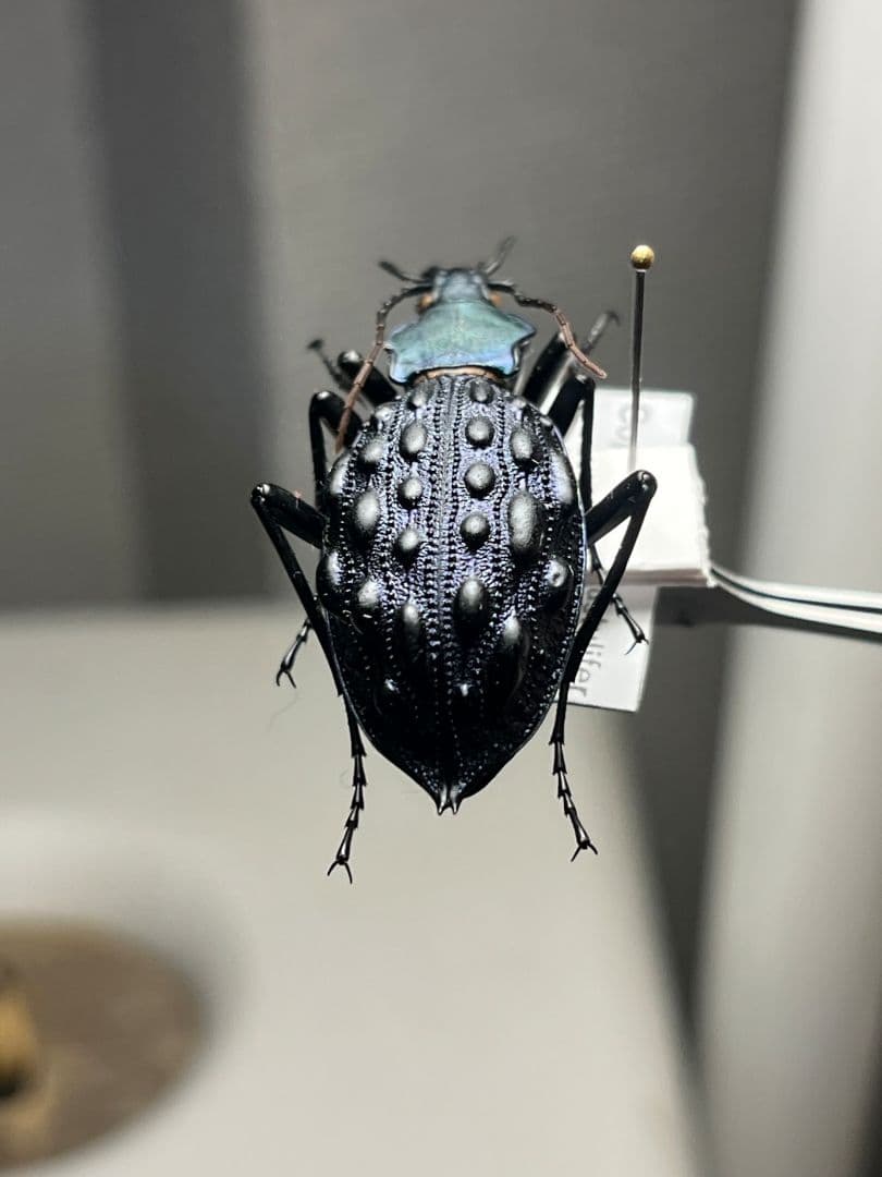 【41mm】Coptolabrus pustuliferイボカブリモドキ標本