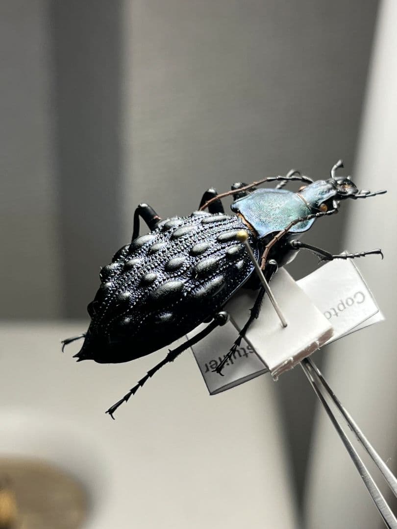 【41mm】Coptolabrus pustuliferイボカブリモドキ標本