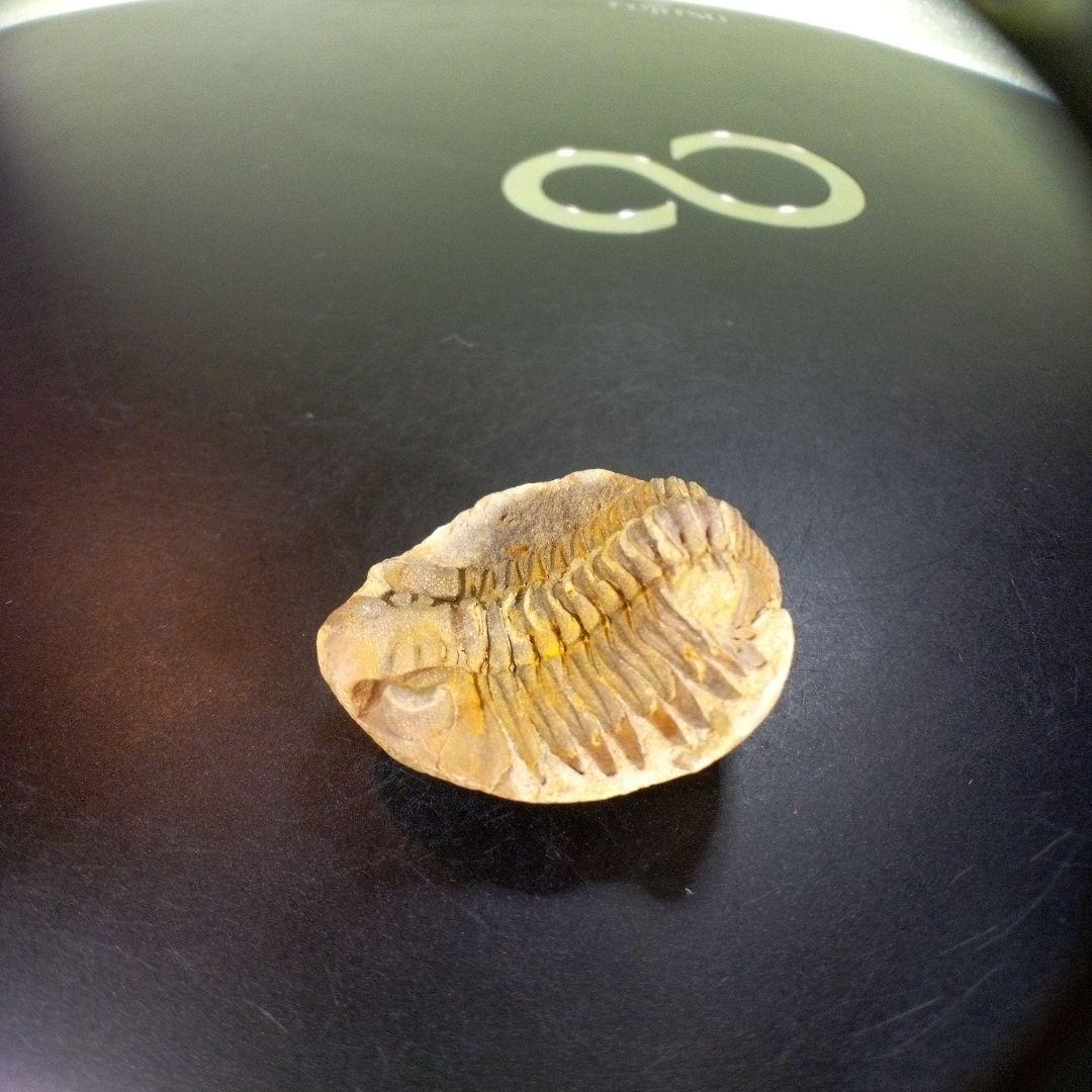 三葉虫　化石　fossil　ボリビア産　trilobite　南アメリカ化石郡⑨