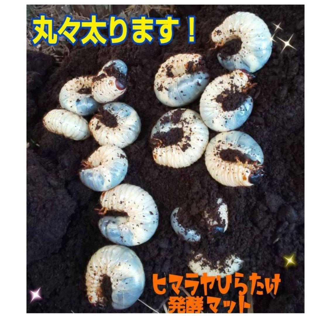国産カブトムシ幼虫が大きくなる！改良版！発酵マット【たっぷり80リットル入り】