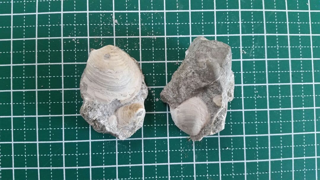 【母岩は最高に硬く重いノジュール】　化石　二枚貝　日本　岐阜県　瑞浪産