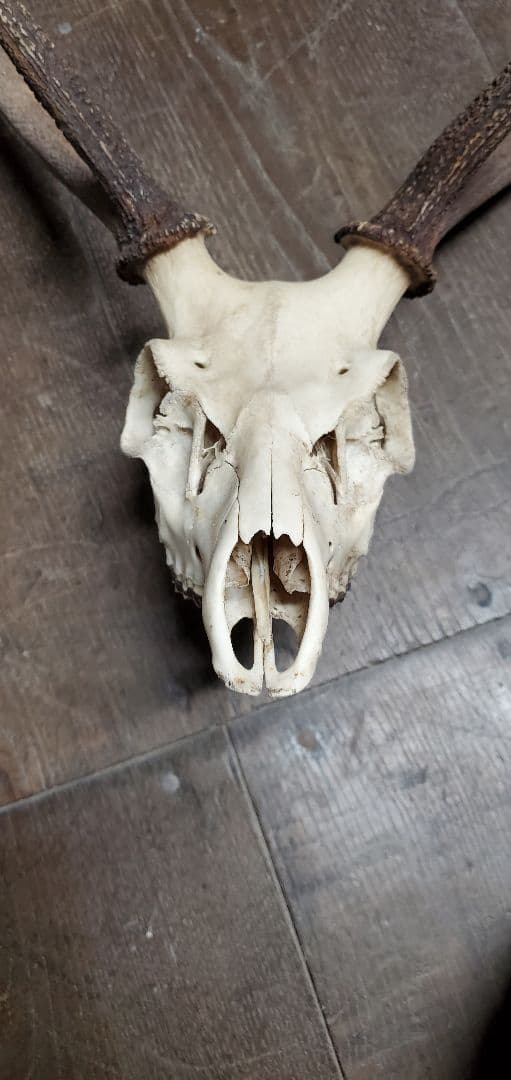 ニホンジカ雄　成獣約80kgの個体　トロフィー