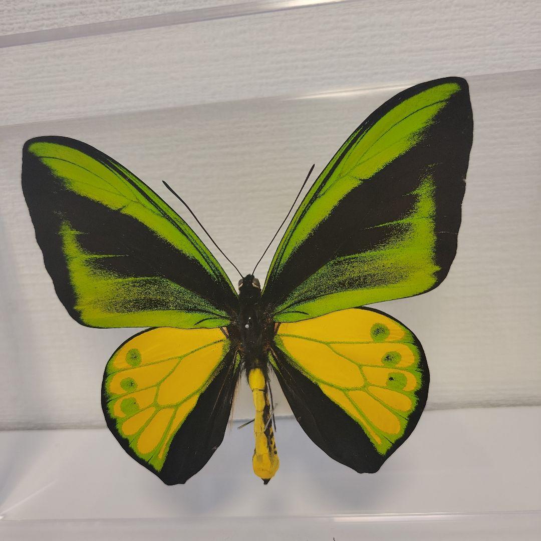 蝶の標本　トリバネチョウの王様(珍珍AA)