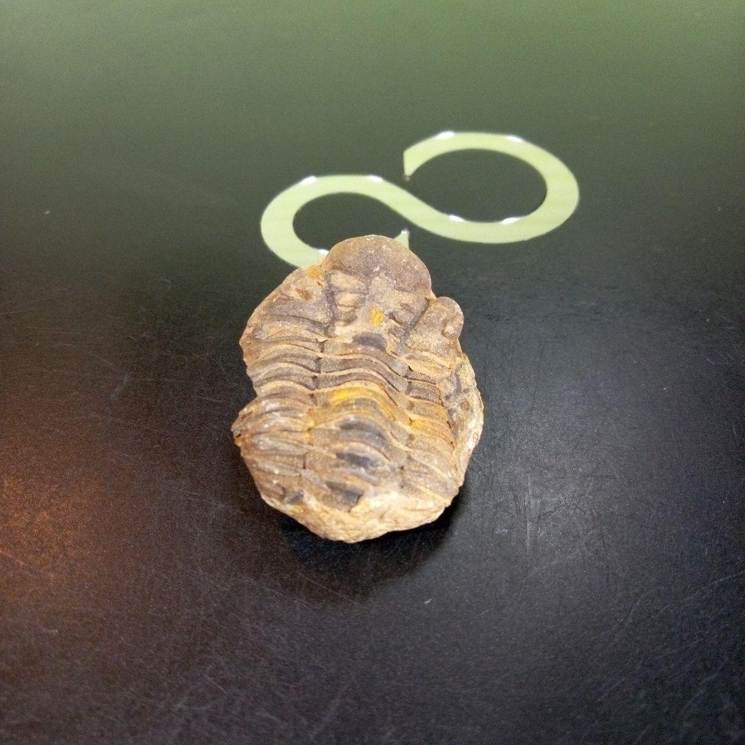 三葉虫　化石　fossil　海　ボリビア産　trilobite　海生動物網②