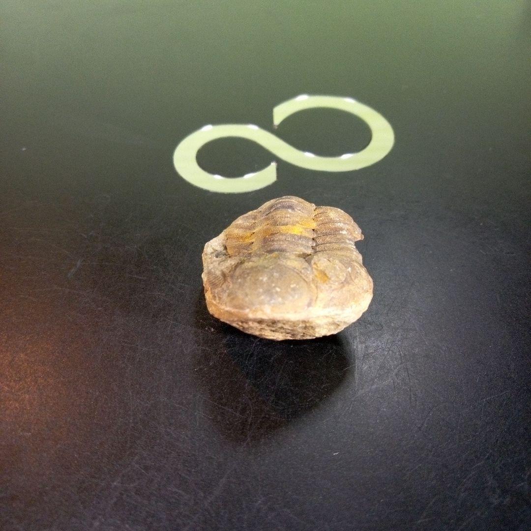 三葉虫　化石　fossil　海　ボリビア産　trilobite　海生動物網②