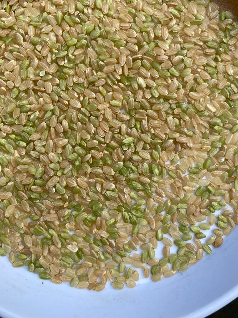 丹波産　コシヒカリ　中米　20キロ