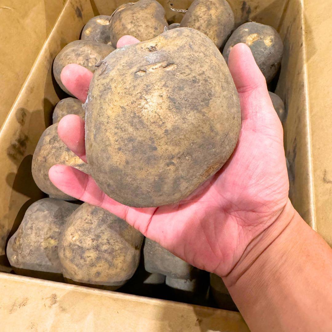 ジャンボサイズ　数量限定　じゃがいも　06