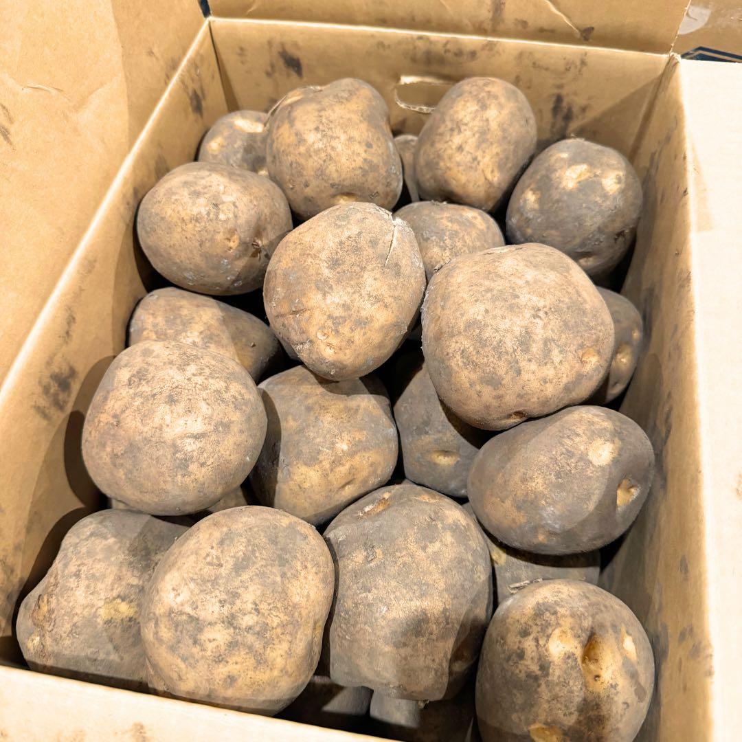 ジャンボサイズ　数量限定　じゃがいも　06